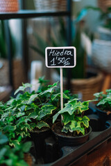 Flowers and plant at the flower shop