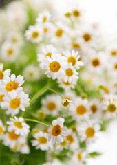 Close up of Chamomile Flowers