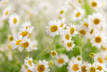 Close up of Chamomile Flowers