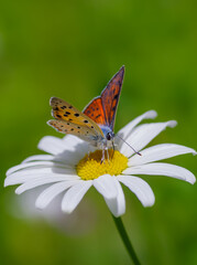Copper butterfly on flower