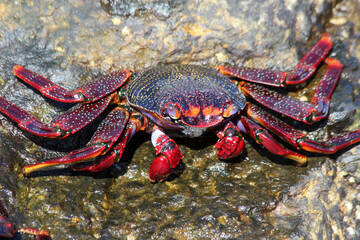 rote_Klippenkrabbe