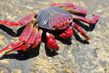 rote_Klippenkrabbe