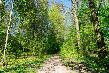 Fototapeta na wymiar Summer sunny forest landscape with bright greenery. A trail in the spring forest with sunlight and shadows. Green trees and grass along the path in a nature park Almere, the Netherlands.