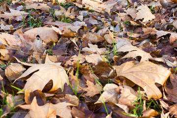 brown background of autumn leaves. Outdoors. The colorful background image of fallen autumn leaves is perfect for seasonal use