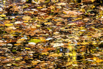 abstract like photo of colorful fallen autumn leaves on a pond 