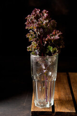Kale leaves fresh green curly in glass jar on an old wooden background. Selective focus. Healthy...