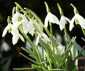 Sunny spring garden, closeup of snowdrops blooming