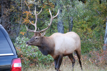 Alberta Canada moose and machine