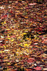 abstract like photo of colorful fallen autumn leaves on a pond 