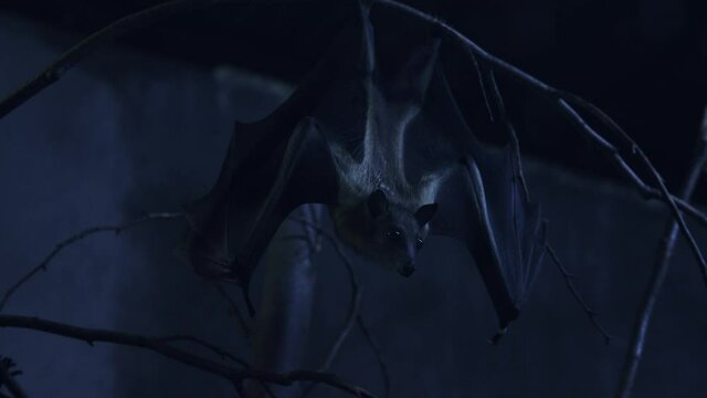 Fruit bat hanging in cave moonlit