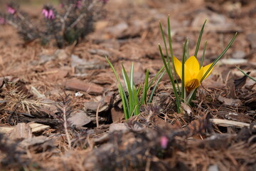 Spring background with bloomig yellow crocuses and erica flowers
