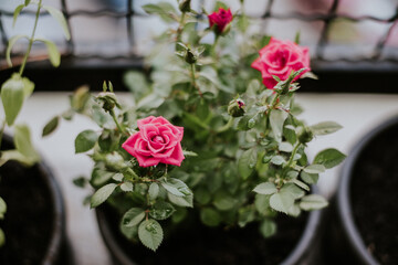 bouquet of pink roses