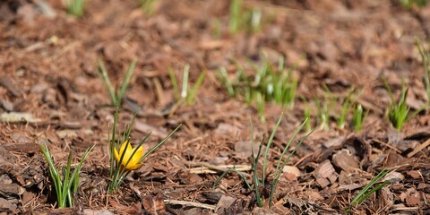Golden crocus blooming, spring garden background with space for text 