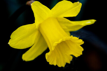 yellow daffodil on black