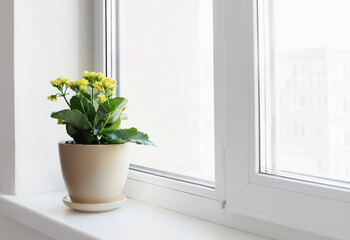 plants in pots on white windowsill indoor