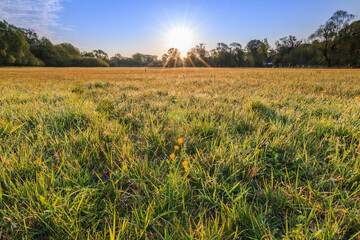 Fototapeta premium Meadow in spring. Low sun with sun rays in the day. Some yellow flowers of wildflowers with morning dew. Trees in the background. Blue sky with few clouds. 