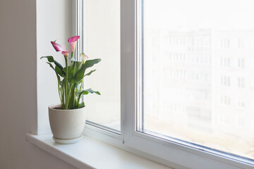 plants in pots on white windowsill indoor