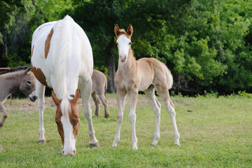 Naklejka na ściany i meble Foal horse with paint mare mom in spring farm field.