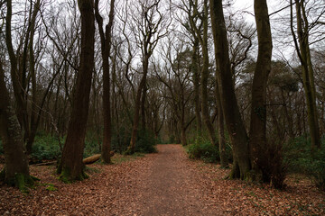 Fototapeta premium Bois du Breuil, Normandie