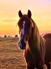 Sky
Sunset
Horse