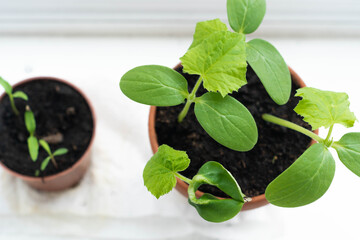 Vegetable plant seedlings in clay pots at the window. Food growing at home for sustainable, ecological and healthy lifestyle.