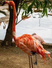 Two pink flamingos stand on long legs against blurred background of pond. Moscow Zoo. Selective focus. Pale pink plumage. Head of one flamingo is held high. Head of second flamingo under wing.