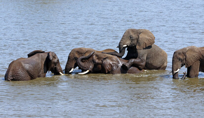 Fototapeta premium Group of male elephants playing in a water hole, South Africa 