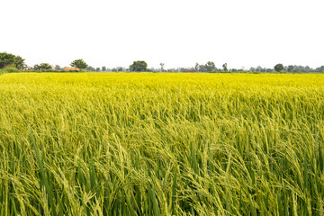 Beautiful yellow rice fields Phi chit Province