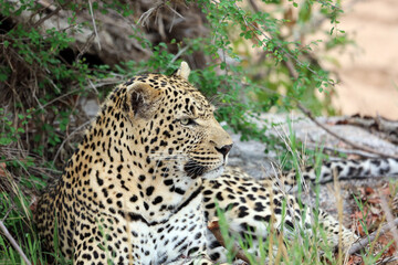 Leopard resting among bushes, South Africa
