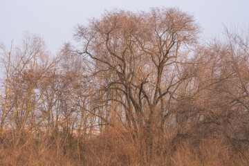 Texture  tra gli alberi dello stirone