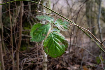A green leaf on a tree branch an early spring day. Picture from Lund, southern Sweden