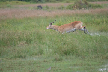 running antelope Waterbuck (Kobus ellipsiprymnus) in the african savannah namibia kruger park botswana masai mara