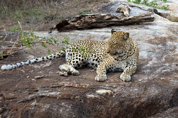 Leopard resting on a rock, South Africa
