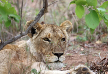 Naklejka na ściany i meble Lioness resting among bushes, South Africa 