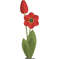 Tulip flower vector isolated illustration on white