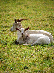 A herd of goats on green grass pasturing