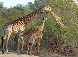 Two adult giraffe and two babies, South Africa
