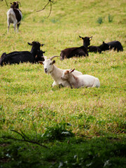 A herd of goats on green grass pasturing