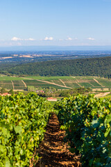 Landscape with vines in the rolling hills near Macon in France, Europe © worldwidephotoweb