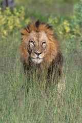 Beautiful Lion Caesar in the golden grass of Masai Mara, Kenya Panthera Leo.