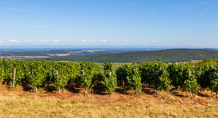 Obraz premium Landscape with vines in the rolling hills near Macon in France, Europe