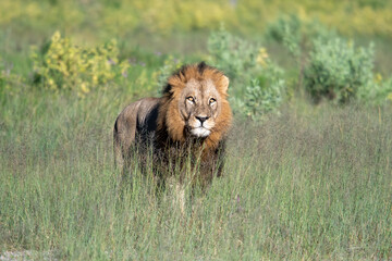 Beautiful Lion Caesar in the golden grass of Masai Mara, Kenya Panthera Leo.