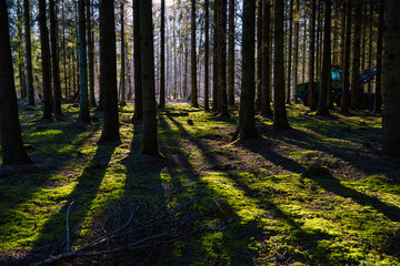 Fototapeta premium A picture of a pine forest in beautiful early morning light. Green moss on the ground. Picture from Eslov, Sweden