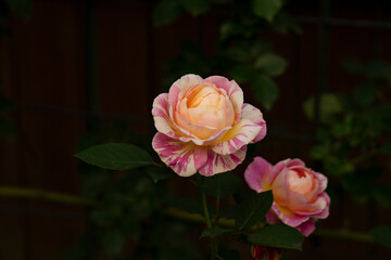 pink rose in garden