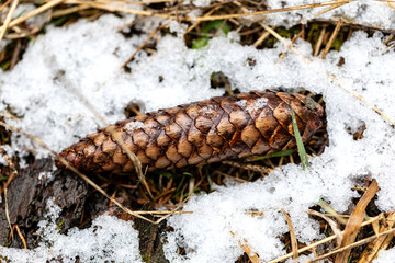Schnee, Eis und Samen