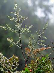 A close-up of moss and plants covered with droplets of morning dew and mist