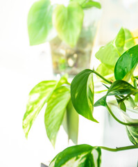 Closeup image of houseplant in white bright room. Indoor plant concept.