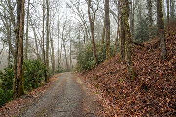 Fototapeta na wymiar Dirt gravel road through appalachian forest in the mist and fog, trees, winter, rhododendron