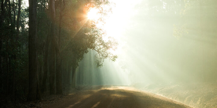 Sun bursting through trees over a country road - Powered by Adobe