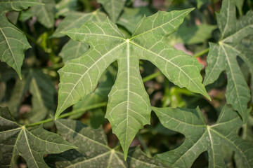 Closeup of Tree spinach or Chaya plants